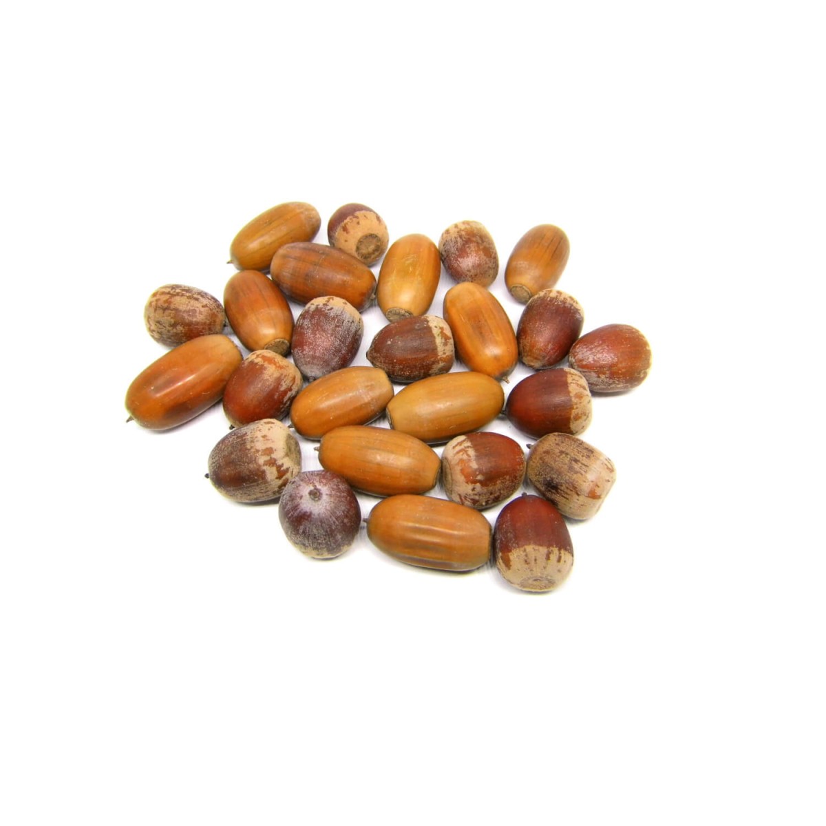 Bastelmaterial aus der Natur Eicheln