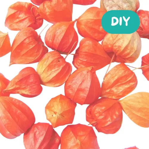 DIY-Idee Getrocknete Physalis veredeln