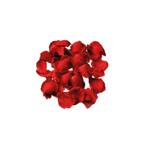 Blütenblätter Rose rot