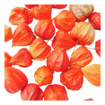 Physalis mit Schönheitsfehlern